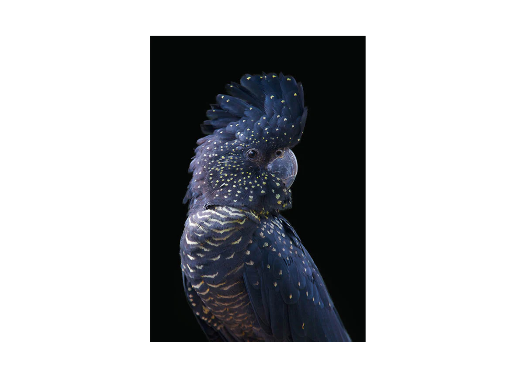 Spotted Cockatoo Framed Canvas Print 130x92cm - Bird Art