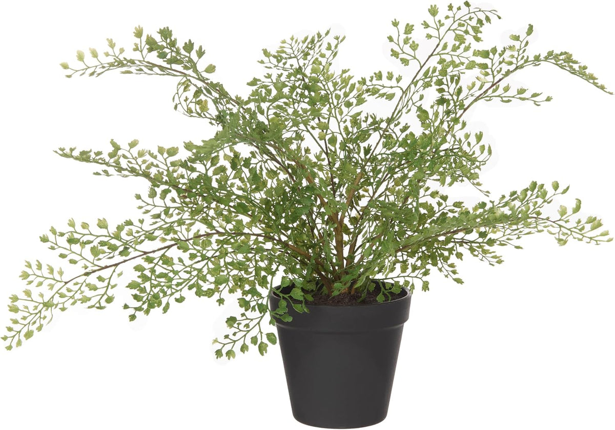 Rogue faux maiden hair fern in a black garden pot