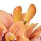 Rogue Cymbidium Orchid Glass Vase Arrangement Orange
