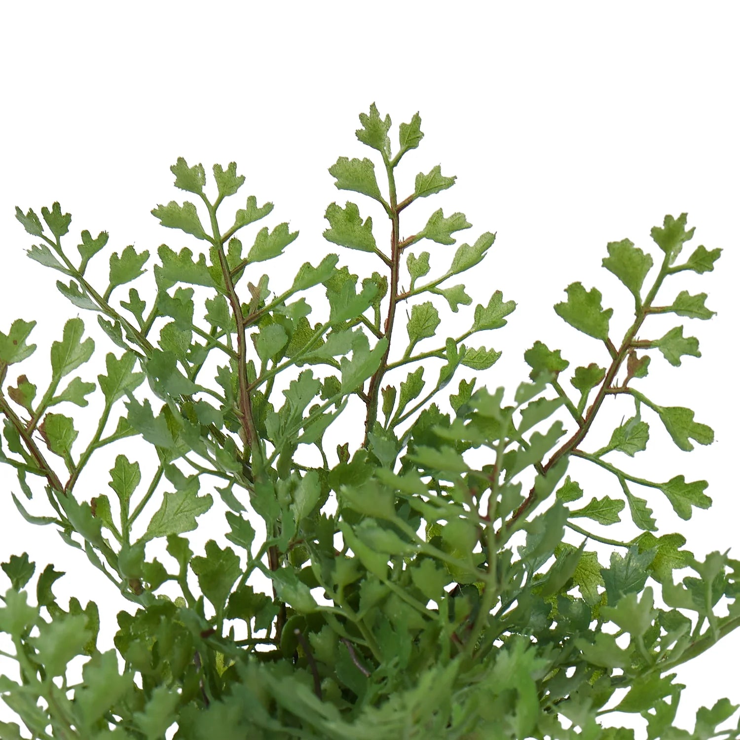 Artificial Maidenhair Fern Stem 23cm – Faux Greenery Pick