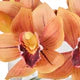 Rogue Cymbidium Orchid Glass Vase Arrangement Orange