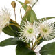 Rogue Flowering Eucalyptus Phoebe Faux Stem White
