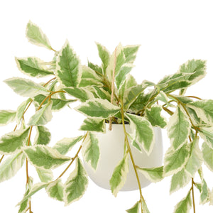 Rogue Ficus Hanging Pot White and Green - faux ficus hanging plant