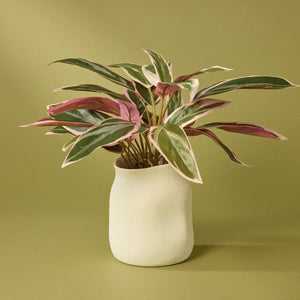 Rogue artificial cordyline 45cm pink Maliah pot - faux plant