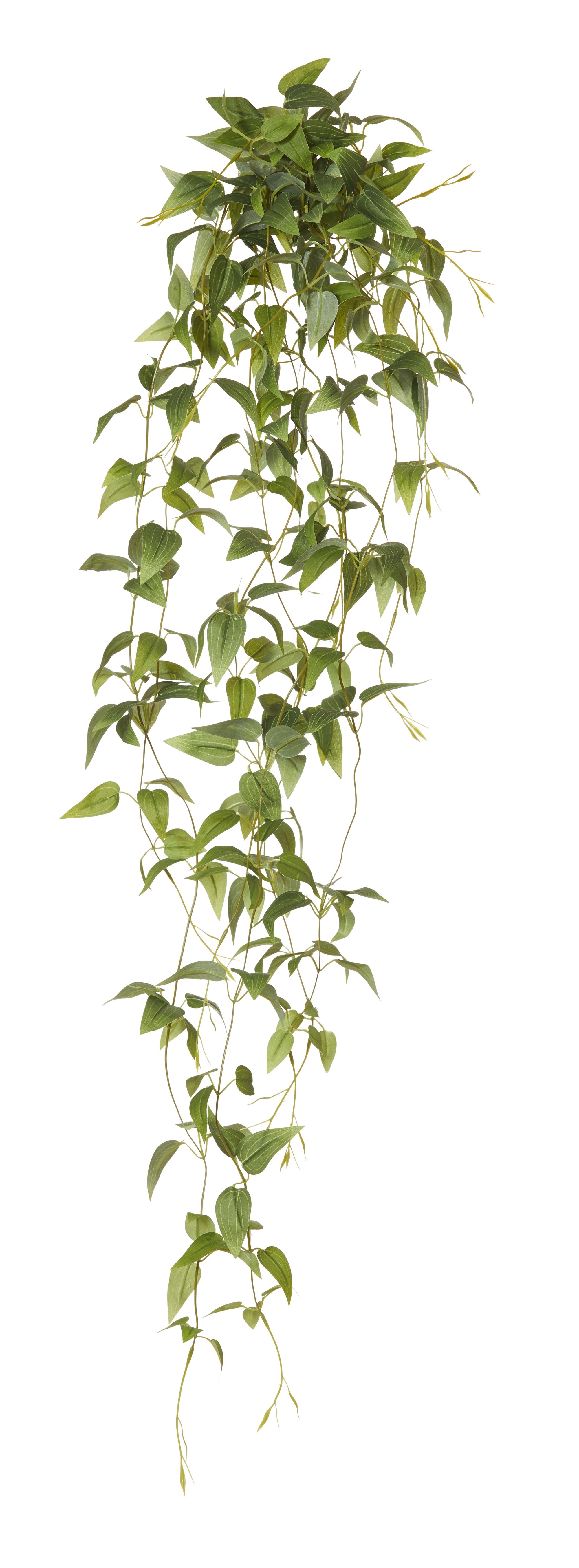 Clematis Vine Hanging - Green
