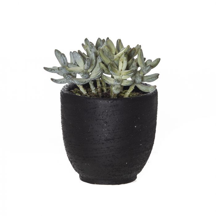 ROGUE SEDUM PICK ORSON POT GREEN/BLACK 13X13X17CM