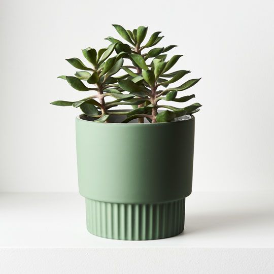 Succulent in Pot - Green