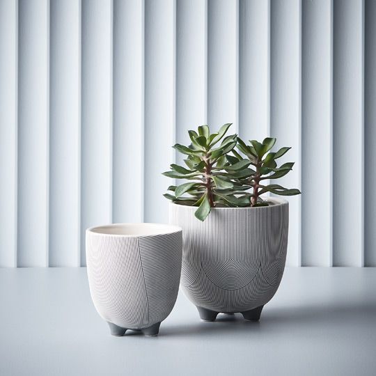 Succulent in Pot - Green