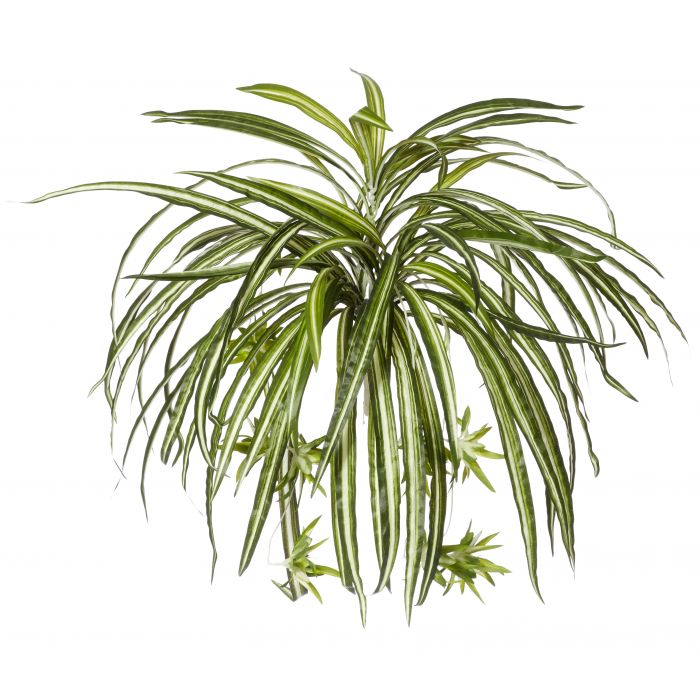 ROGUE SPIDER PLANT VARIEGATED